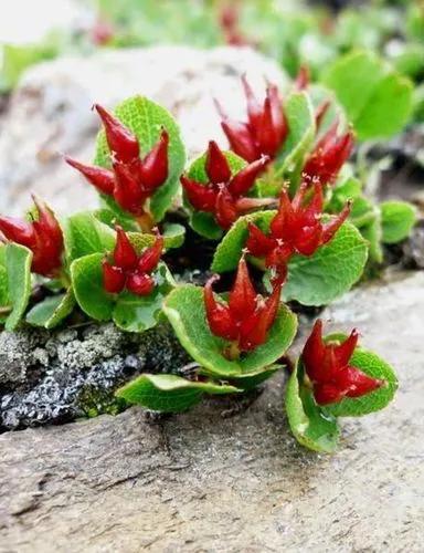 Smilax Herbacea