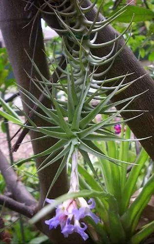 Tillandsia bergeri