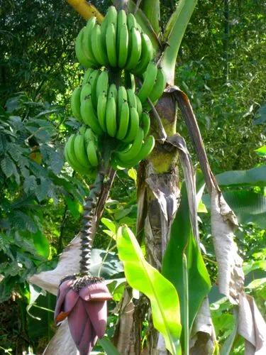 Plantain Banana