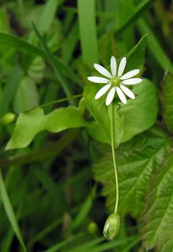 Greater Chickweed