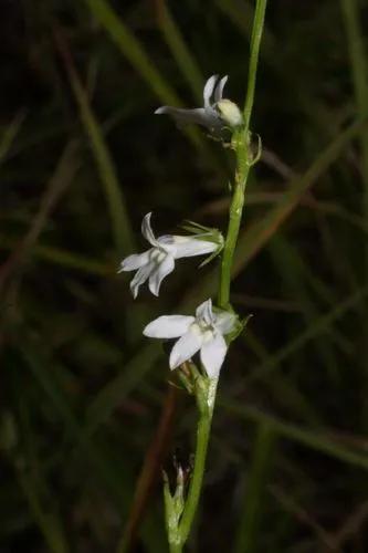 Lobelia Spicata