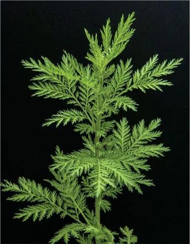 African Wormwood