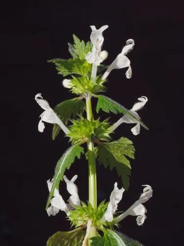 Lamium Bifidum