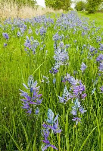 Great Camas