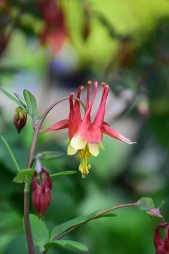 Red columbine