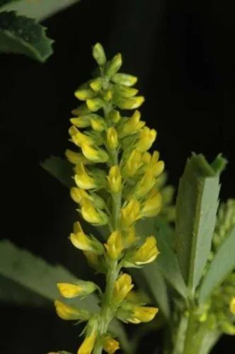 Sweet Clover, Sour Clover