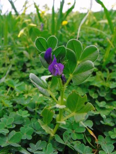 French Vetch