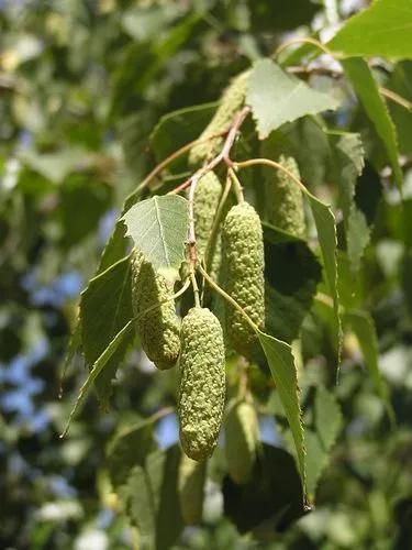 European white birch