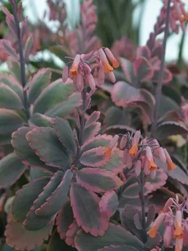 Variegated Lavender Scallops