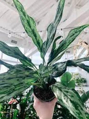 Aglaonema Juliette