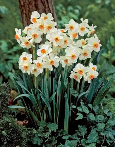 Bunch-flowered Narcissus