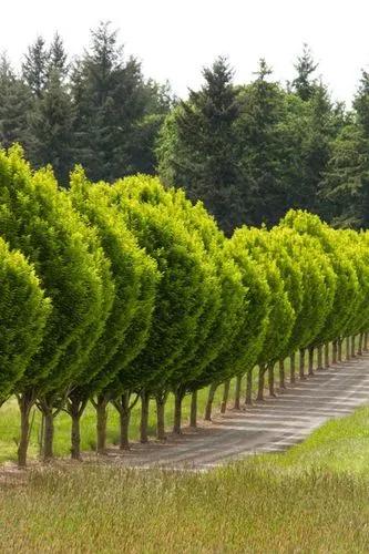 European hornbeam