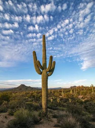 Arizona Cactus