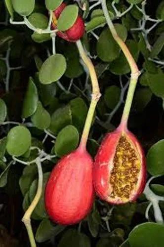 Capparis Cartilaginea