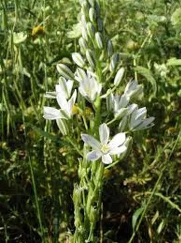 Narbonne Star-Of-Bethlehem