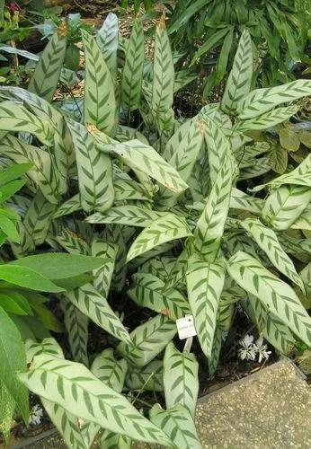 Calathea Bachemiana