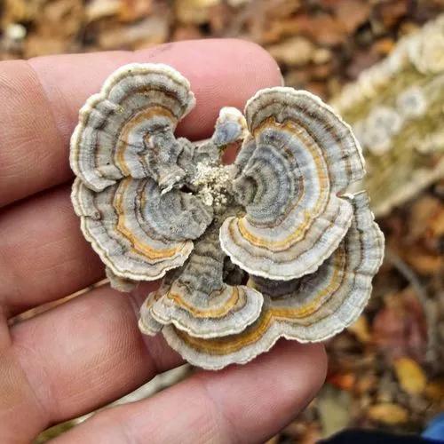 Turkey Tail Mushroom