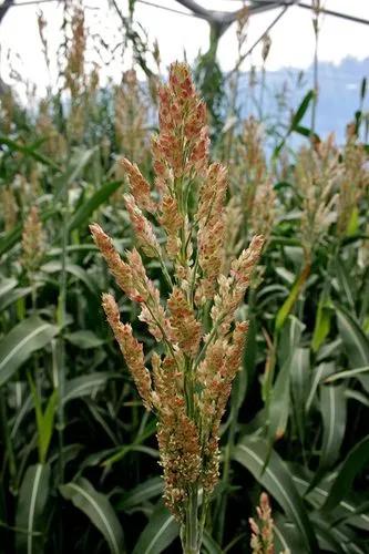 Sorghum