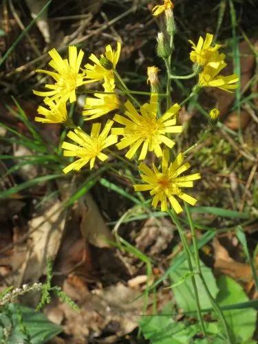 Hieracium Murorum