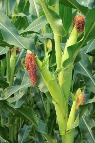 Corn,Maize