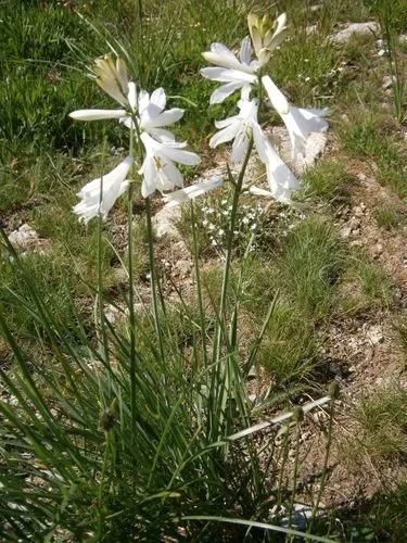 Paradisea Liliastrum