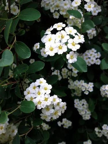 Vanhoutte spirea