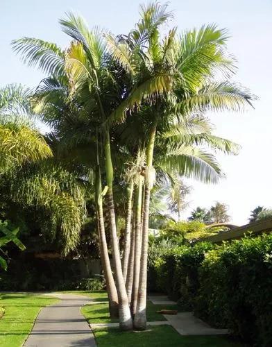 Bangalow Palm