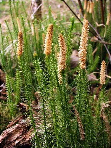 Lycopodium annotinum