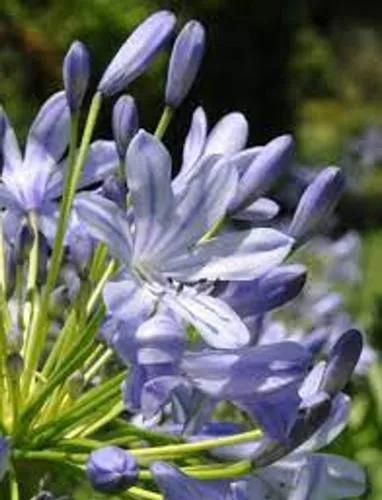 Waterberg Agapanthus