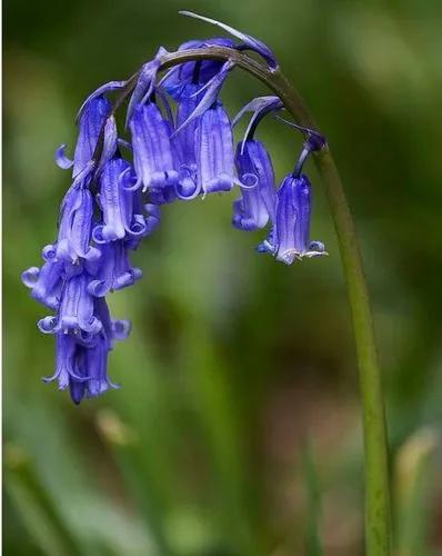 Common Bluebell