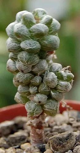 Anacampseros Baeseckei