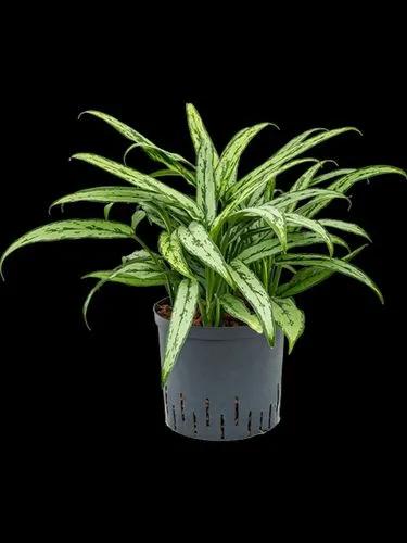 Aglaonema Cutlass