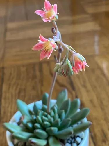 Pachyveria 'jewel Tone'
