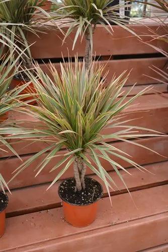 Colorama Dracaena