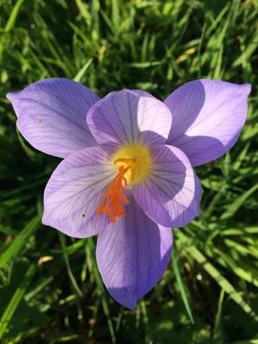 Autumn Crocus