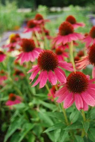 Purple Coneflower