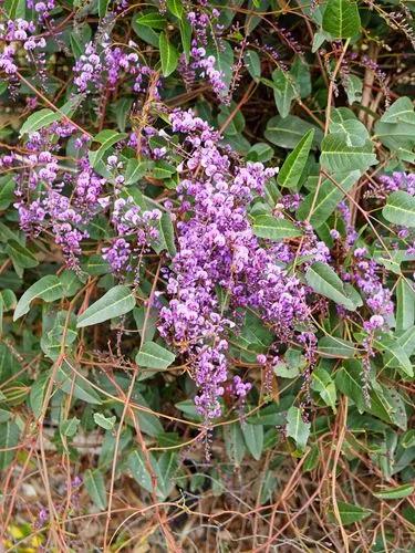 Purple Coral Pea