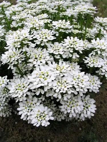 Evergreen Candytuft