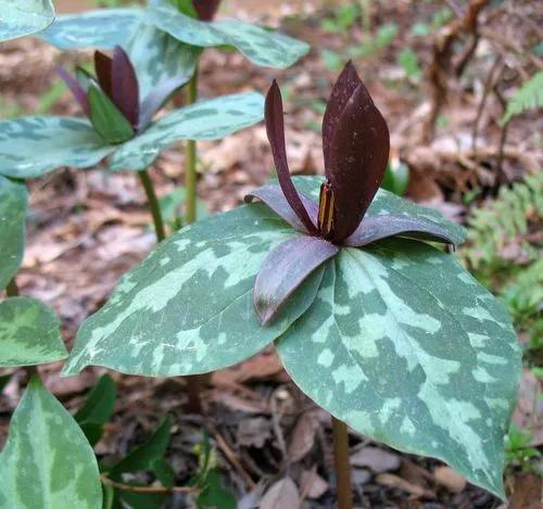 Trillium Cuneatum