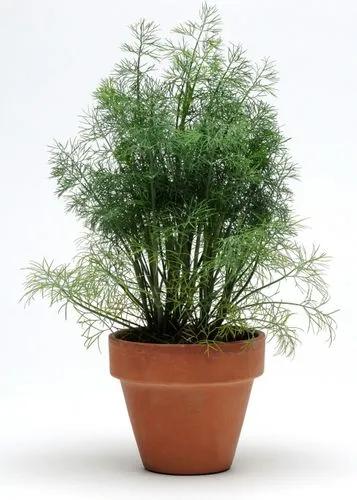 Fernleaf Dill