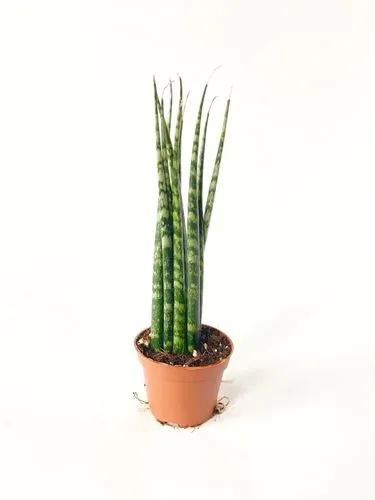 Sansevieria Fernwood