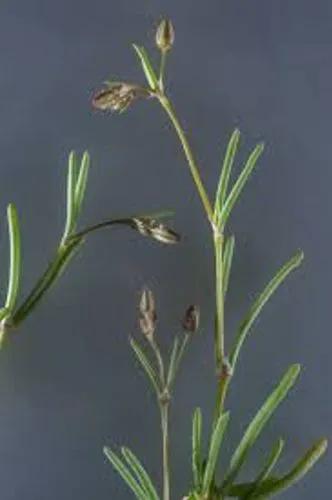 Boccone'S Sandspurry
