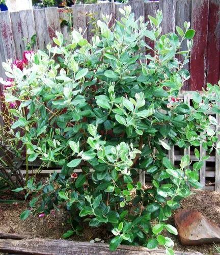 Feijoa