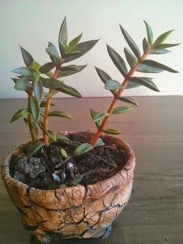 Lenophyllum