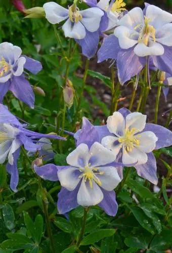 Songbird Bluebird Columbine