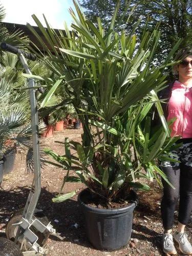 Needle Palm