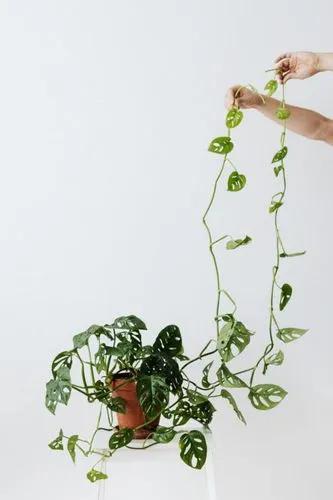 Monkey Leaf