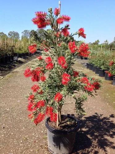 Weeping Bottlebrush