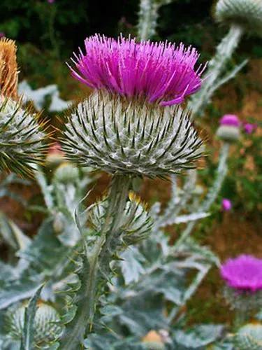 Cotton Thistle, Scotch Thistle