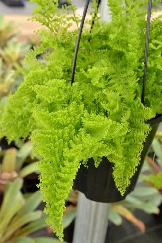 Cotton Candy Fern